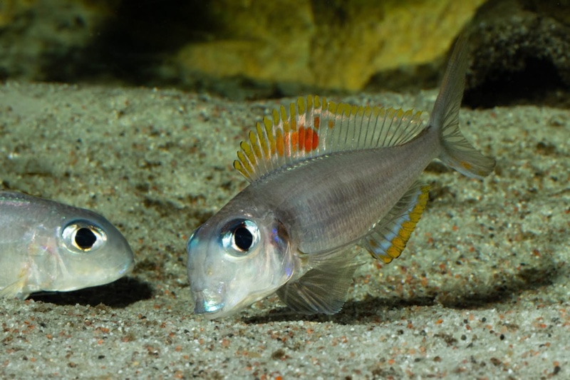 Xenotilapia nigrolabiata 'Chituta Bay'